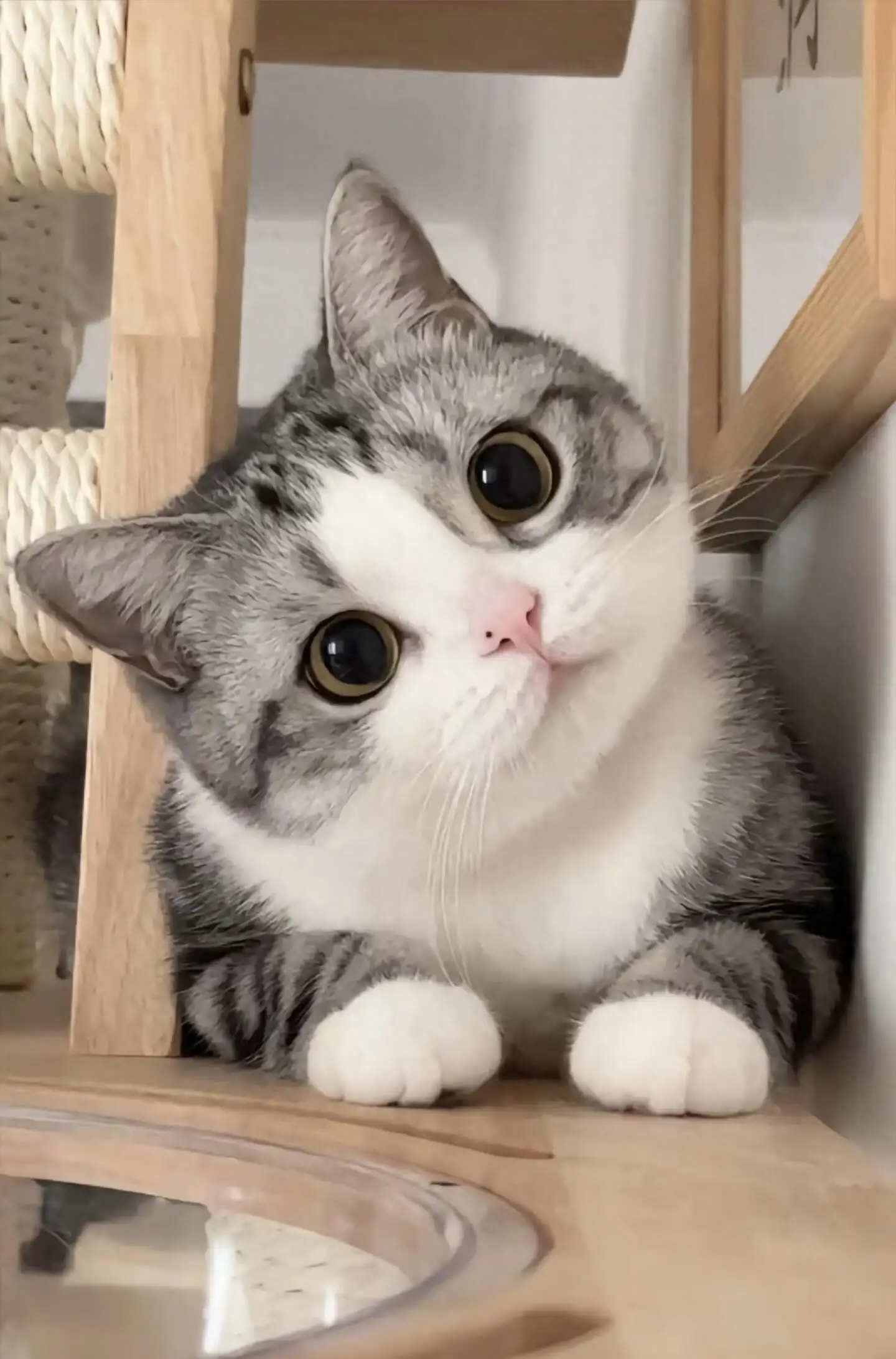 08df22c530874ab483dddeb730b3a05c~tplv-tt-origin-web:gif.jpeg.webp