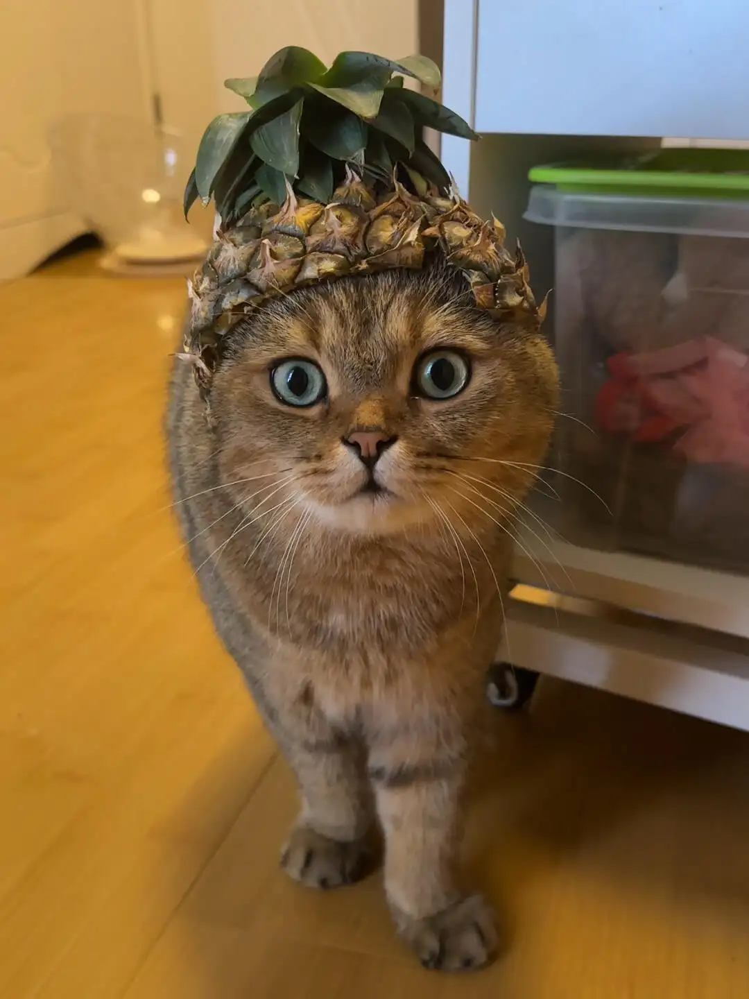 363eb509c8254184a3b70f6f59e1dd76~tplv-tt-origin-web:gif.jpeg.webp