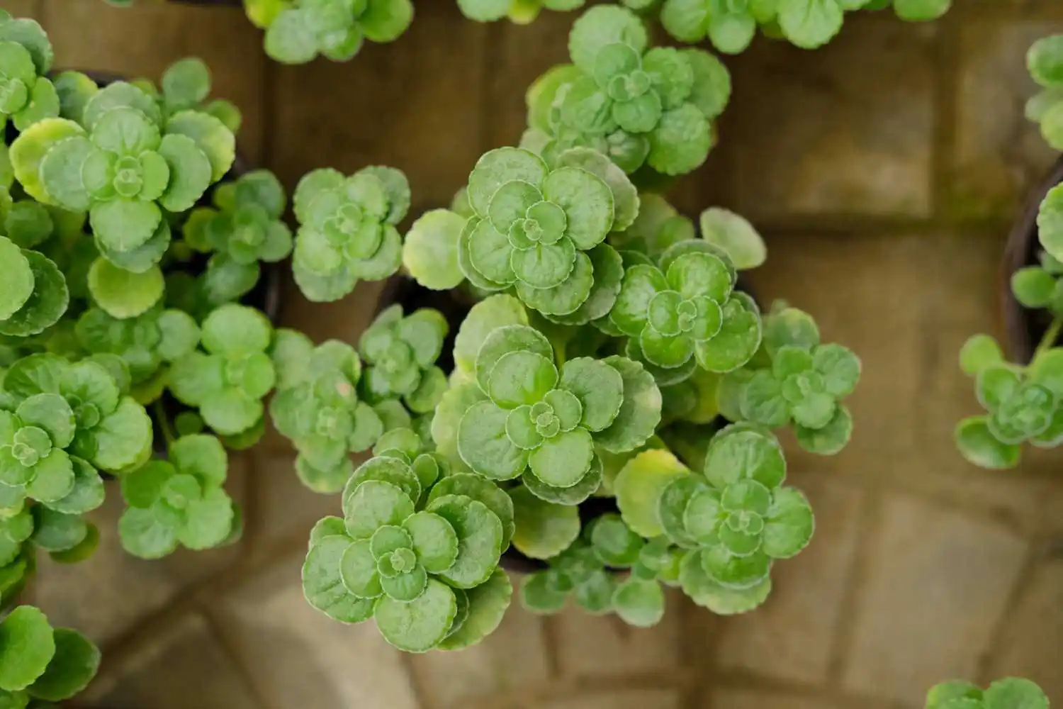 DSCF3751.webp