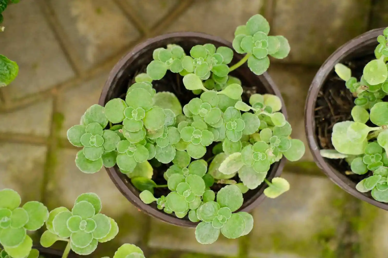 DSCF3759.webp
